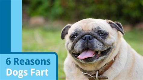 Does A Dog With Bloat Fart