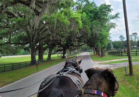 Take A Carriage Ride Through Horse Country For A Truly Unique Florida
