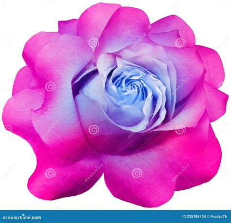 Pink Blue Rose Flower On White Isolated Background With Clipping Path