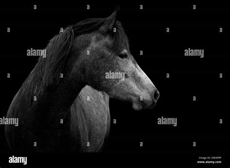 Horse Portrait Isolated On A Black Background Stock Photo Alamy