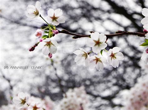 Small White Cherry Blossom By Pandannabelle On Deviantart