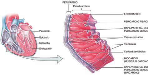 Aprendizaje Médico ¡descubre Cómo Es La Estructura Interna De Tú Corazón