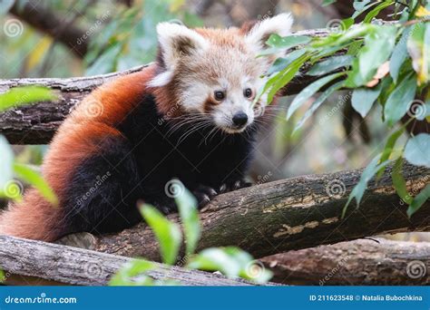 Cute Fluffy Red Panda Cub In The Summer Forest Stock Photo Image Of