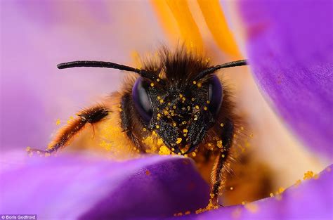 Best Capturing Macro Photography Of Bee By Mark Berkery 99inspiration