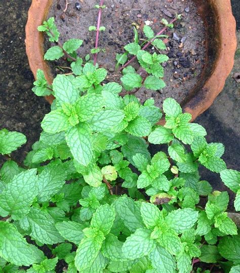 I'm all about sustainable living and i'm leading a double life as a country and. Growing mint indoors, Mentha plant in pot | Growing mint ...