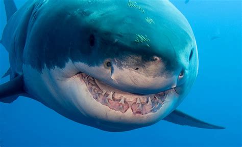 Beautiful White Shark Mouth Hd Wallpapersimages 2013