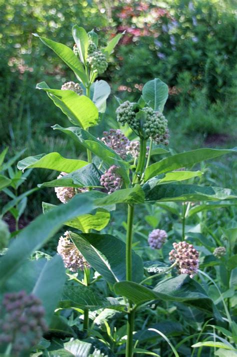 Nccd Common Milkweed 10 Plugs Connecticuts Conservation Districts