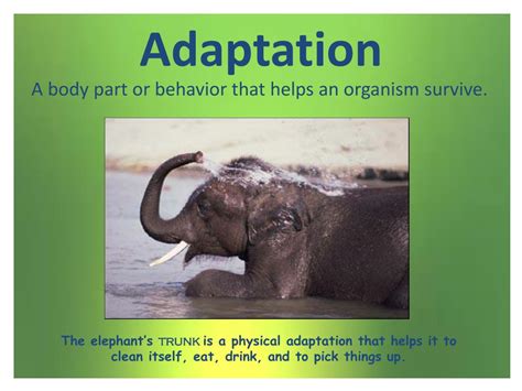 Animal Adaptations Powerpoint Animals Adaptations Activity Tpt
