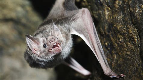 Are Bites From Vampire Bats Making People Resistant To Rabies