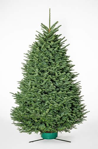 Noble Fir The Real Christmas Tree Board