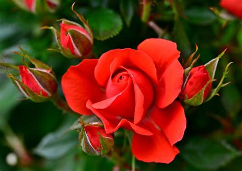 Image Red Roses Flowers Closeup Flower Bud 600x426