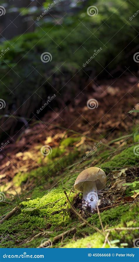 Small Mushroom Alone Stock Photo Image Of Single Health 45066668