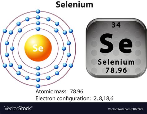 Symbol And Electron Diagram For Selenium Vector Image
