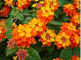 Check spelling or type a new query. 13 Common Flowers that are Poisonous | Toxic Flowers