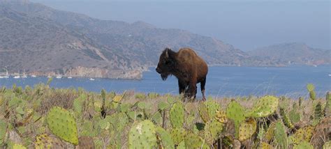 Conserving Marine Life Along Catalinas Coast