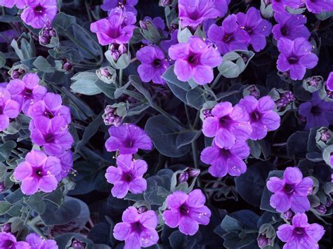 Violetas Purple Flowers Wallpaper Flower Images Wallpapers Violet Plant