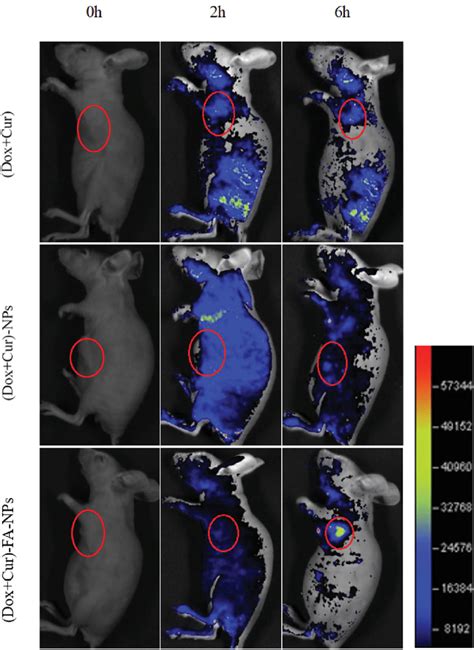 Biodistribution Imaging Of The Whole Body After Iv Injections With