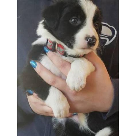 Both parents are amazing workers and mum is a great family pet. Registered border collie puppies - $900 in Portland ...