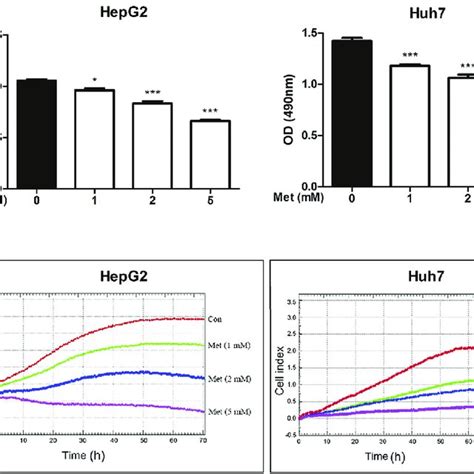 metformin suppresses hepatoma cell proliferation a hepg 2 and huh7 download scientific