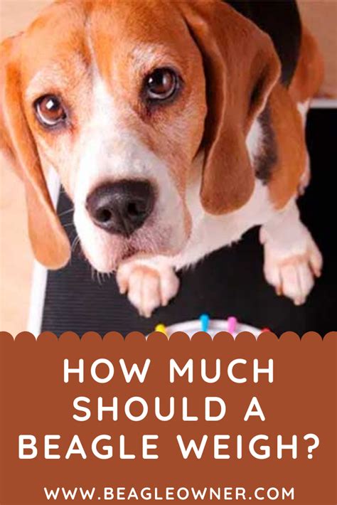 How Much Should A Beagle Weigh Beagle Beagle Weight Beagle Puppy