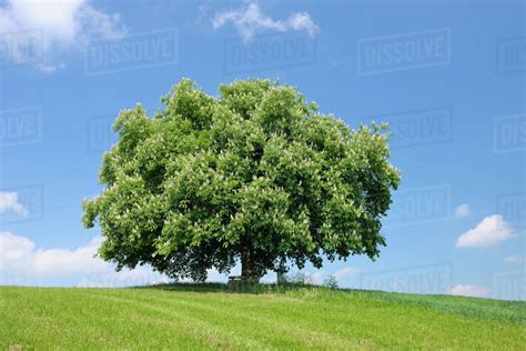 Horse Chestnut Tree Aesculus Hippocastanum In Bloom In Springtime