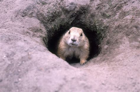 Prairie Dog In Burrow Stock Image C0045563 Science Photo Library