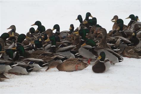 Ducks At Snow Free Photo Download Freeimages