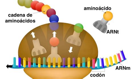 control genético de la síntesis proteica las funciones de la célula y la reproducción celular