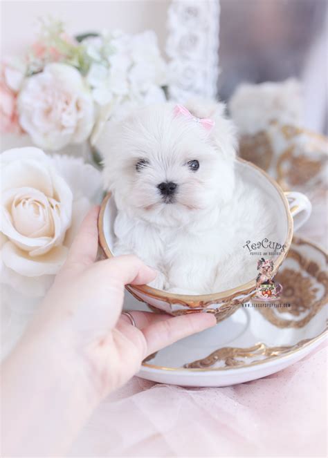 Adorable Maltese Puppies Teacup Puppies And Boutique