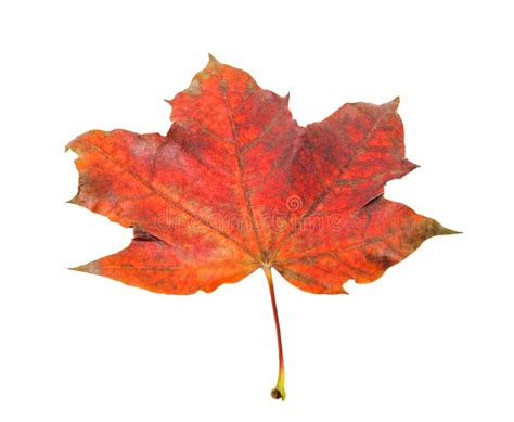 One Beautiful Red Maple Leaf Stock Photo Image Of Fall Background