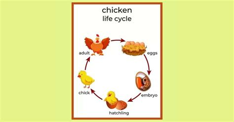 Chicken Life Cycle Development From Egg To Adulthood Learn About Nature