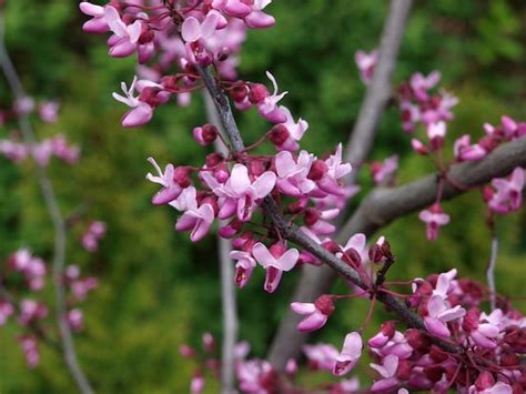 Cercis Canadensis Forest Pansy Diacos Garden Nursery