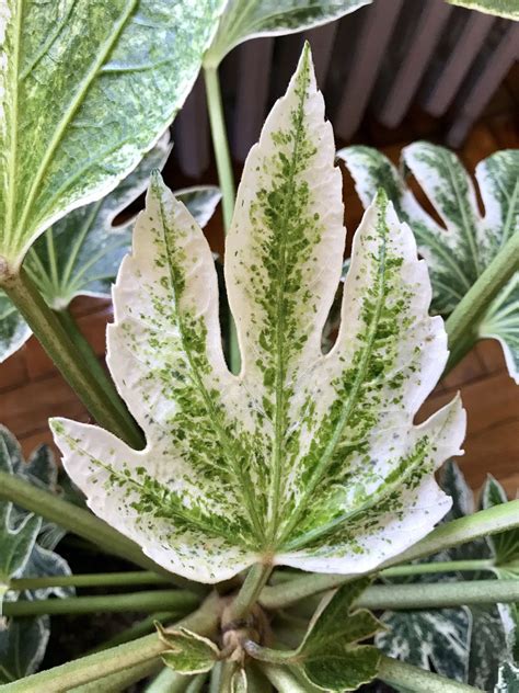5 Gal Variegated Japanese Aralia White Aralia Shrubs Outdoor Plants
