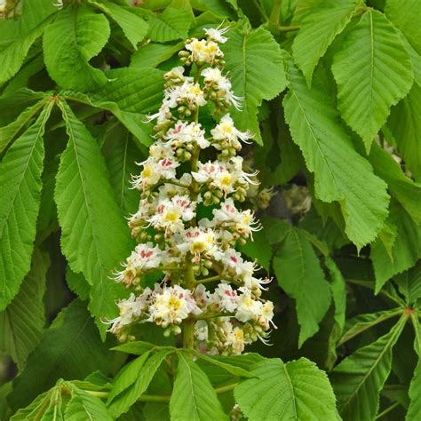 Horse Chestnut Tree Planting Growing Care And What To Do With Conkers