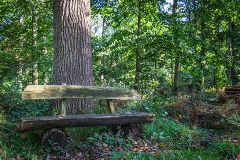 Lonely Bench In The Wood Stock Image Image Of Lonely 100959295