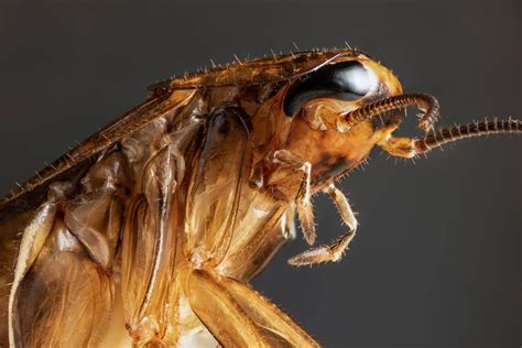 8 Weird Facts About Cockroaches Pestlock