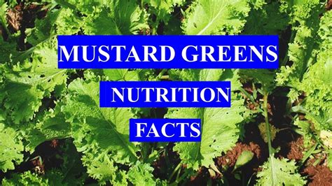 Mustard Greens Vegetable Health Benefits And Nutrition Facts Youtube