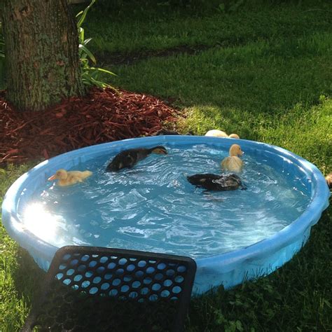 Diy Duck House With Pool Diy Hacking