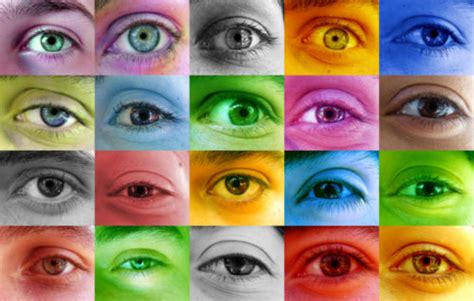 The Leakey Foundation Why Is Human Color Vision So Odd