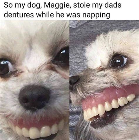 Curseddog Rcursedimages