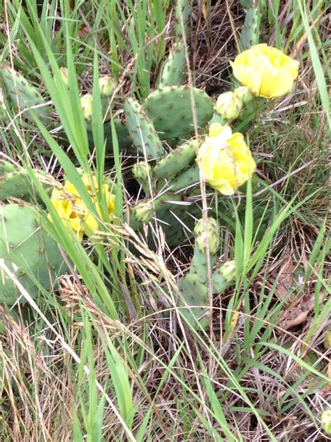 «be a cactus in a world of delicate flowers #thndecheyesview». Yes! It's a cactus blooming in Michigan! Yes! It's ...