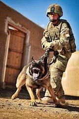 Dogs In The Army Images