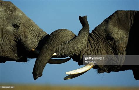 African Elephants Linking Trunks High Res Stock Photo Getty Images