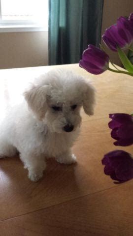 6 beautiful bichon puppies for sale beautiful litter of puppies from my4 year old bichon frise called hetty she is my baby i love her very much. Bichon Frise and Toy poodle puppy for Sale in Sacramento ...