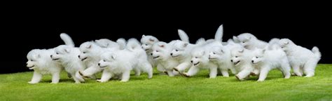 Clever and mischievous samoyed dogs are excellent problem solvers, which is a valued skill in the wild, but not so much in your backyard. Is a Samoyed Puppy Right for Your Family? - Simply For Dogs