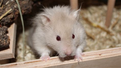 Welcher Hamster Passt Zu Mir Unterschiede Der Hamsterarten Im Blick