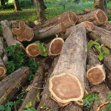 Indian Teak Wood At Rs 5500cubic Feet In Gurgaon Id 7610890630
