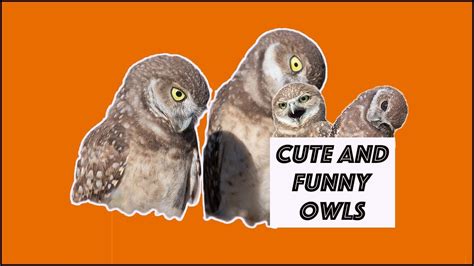 Cute And Funny Owls Youtube