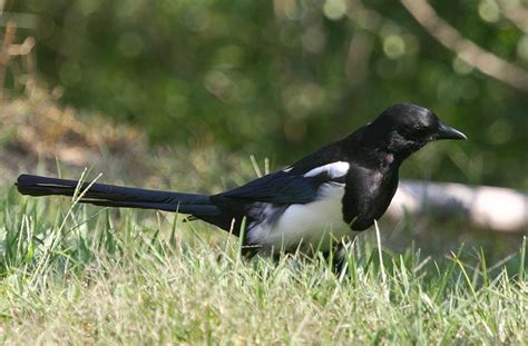 Korean National Bird