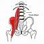 Are Your Hip Flexors Causing Low Back Pain  Total Therapy